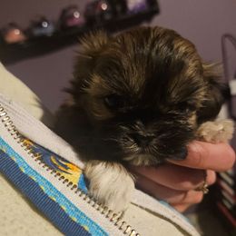 Minnie - Brindle female Shih Tzu puppy in Little Falls, Minnesota from Tough Shih