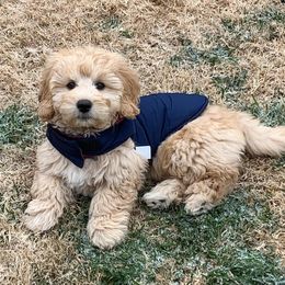 Goldendoodle Puppies from SurreyDoodles