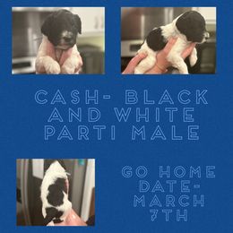 Cash - Goldendoodle puppy from Life of the Parti Doodles