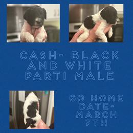Cash - Goldendoodle puppy from Life of the Parti Doodles
