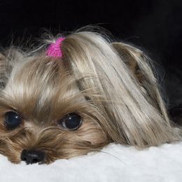 Yorkshire Terriers from CYPRESS FALLs YORKIES
