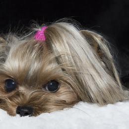 Yorkshire Terriers from CYPRESS FALLs YORKIES