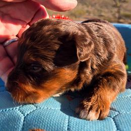 Miss Amber (Miss Brown) - Red tri-color female Aussiedoodle puppy in Dolan Springs, Arizona from High Desert Companions