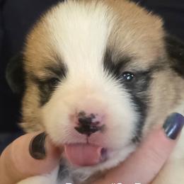 Puppy 3 - Fawn male Pembroke Welsh Corgi puppy in Buffalo, Wyoming from Diamond K Corgis