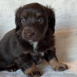 Glam - Chocolate and tan female Dachshund puppy in Hawley, Texas from Foxy’s Dachshunds & Toy Aussies