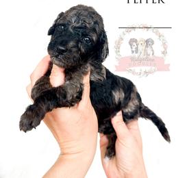 Female Pick Number 2 - Black tri-color female Aussiedoodle puppy in Corydon, Indiana from Ridgeline Doodles