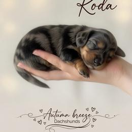 Koda - Dapple male Dachshund puppy in Clever, Missouri from Autumn Breeze Dachshunds