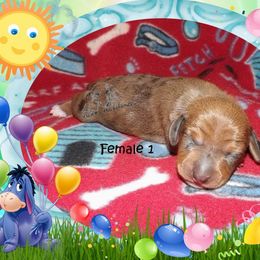 Dachshund Puppies from Dawn's Dachshunds