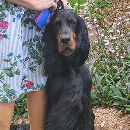 Gordon Setters from Bit O’ Gold Gordon Setters