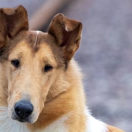 Medusa - Collie