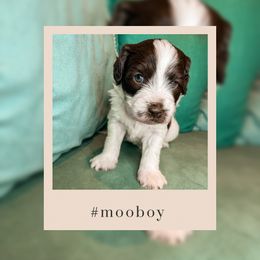 Goldendoodle Puppies from The Dood Effect