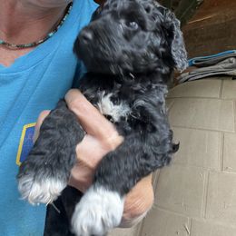 Labradoodle Puppies from Bear Creek Labradoodles