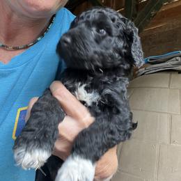 Labradoodle Puppies from Bear Creek Labradoodles