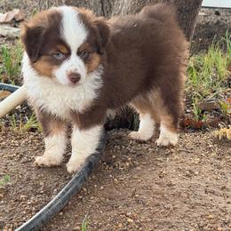 Boy 1 - Red tri male Miniature Australian Shepherd puppy in Amarillo, Texas from Duclops Ranch Aussies