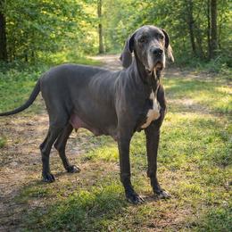 Stella - Great Dane