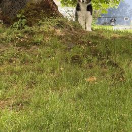 Australian Shepherd Puppies from SolarStorm Australian Shepherds