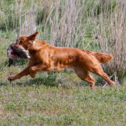 Skye - Golden Retriever