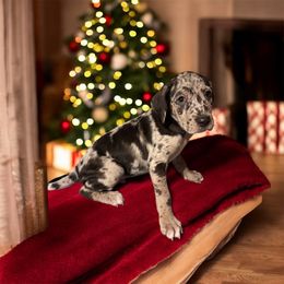 Keelo - Blue merle male Catahoula Leopard Dog puppy in Cottonwood, California from Cottonwood Creek Catahoula’s