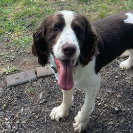 Rip - English Springer Spaniel