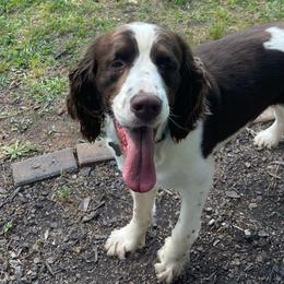 Rip - English Springer Spaniel