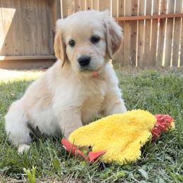 Miss Pink - Golden female Golden Retriever puppy in Carmichael, California from Sadie Lane Family Goldens