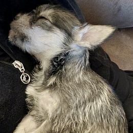 Miniature Schnauzers and Poodles from J's Puppies