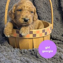 Georgia - Red  female Goldendoodle puppy in Cambridge, Minnesota from Country Meadow Doodles