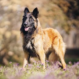 Belgian Tervuren from Besai Belgian Tervuren