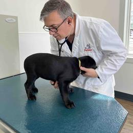 Labrador Retriever Puppies from Branley's Riverside Labradors