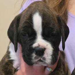 Aurora - Brindle female Boxer puppy in Evans, Georgia from Kimberly's Boxers
