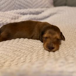 Shaded red dapple boy - Dapple male Dachshund puppy in Beaver, Pennsylvania from Meaden’s Mini Dachshunds