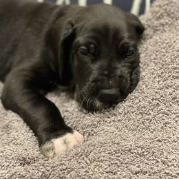 Great Dane Puppies from Oak View Danes