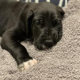Great Dane Puppies from Oak View Danes