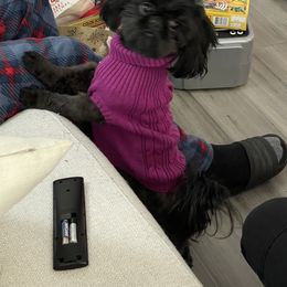 Shih Tzu Puppies from Shihtzus.Sc