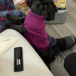 Shih Tzu Puppies from Shihtzus.Sc