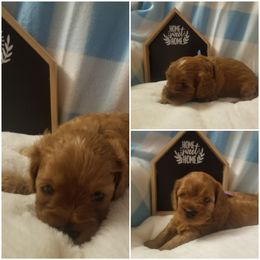 Cavapoo Puppies from Home Sweet Home Puppies