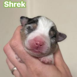 Shrek - Blue merle male Australian Shepherd puppy in Rapid River, Michigan from Echolight Australian Shepherds