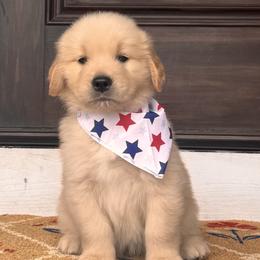 Male 1 - Golden male Golden Retriever puppy in Silver Lake, Indiana from Seven Hills Goldens