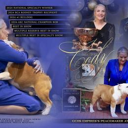 Cody - Bulldog