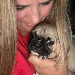 French Bulldog Puppies from Western Skies French Bulldogs