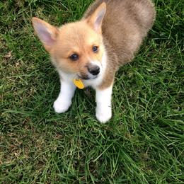 Pembroke Welsh Corgi Puppies from Wendy Munro