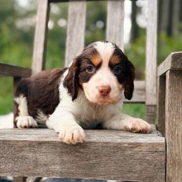 Popsicle - Liver white and tan male English Springer Spaniel puppy in Uvalda, Georgia from Willow Creek Farms