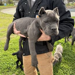 Purple callor - Gray brindle female Cane Corso puppy in Morgan Hill, California from Corso Empire