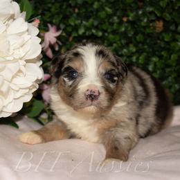 Shamrock - Blue merle male Australian Shepherd puppy in Placerville, California from BFF Aussies