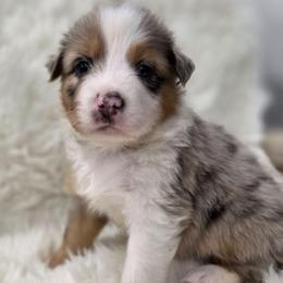 Sprite - Blue Merle - Blue merle male Australian Shepherd puppy in Anthony, Florida from Out of the Blue Aussies