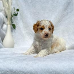 Little James - Parti male Goldendoodle puppy in Urbana, Illinois from ZaraDoodles