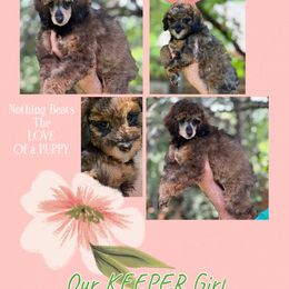 Rumor - Sable female Poodle puppy in Dallas, Texas from Infinity Poodles