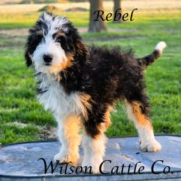 Rebel - Black tri-color male Aussiedoodle puppy in Lancaster, Minnesota from Wilson Cattle Co.