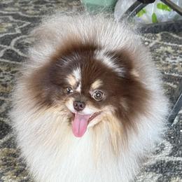 Remy - Pomeranian