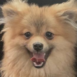 Pomeranians from Buffalo Pomeranians 716